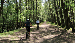 Forest Leisure Cycling